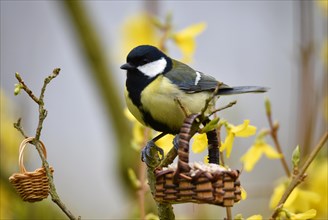 Great tit (Parus major) eats sunflower seeds in spring
