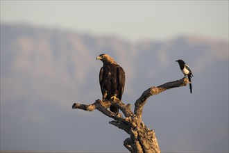 Iberian Eagle, Spanish Imperial Eagle (Aquila adalberti) and european magpie (Pica pica),