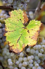 Vine, grapevine, autumn vine leaf and overripe grapes, Moselle, Rhineland-Palatinate, Germany,