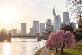 Romantic cherry blossoms, almond blossoms by the river, with a view of the skyline in the evening