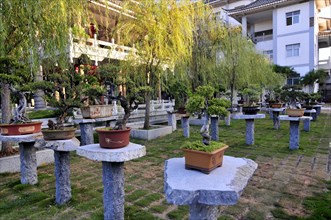 Zhu family bonsai garden, yunnan, china