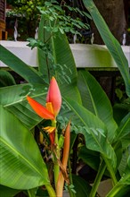 Banana blossom with large green leaves against a white fence, in Chiang Mai, Thailand, Asia