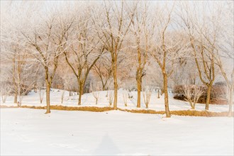 Leafless trees with frost on their branches in a snow covered public park on a winter morning with