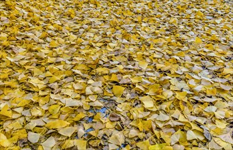 A carpet of bright yellow fallen leaves covering the ground in autumn, in South Korea