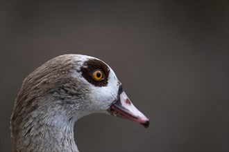 Egyptian goose (Alopochen aegyptiaca), close-up head in front of brown background, cropped, profile