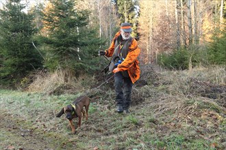 Wild boar (Sus scrofa) Hunting guide in safety clothing with hunting dog Bavarian Mountain Hound,