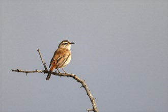 Kalahari scrub robin (Cercotrichas paena), Madikwe Game Reserve, North West Province, South Africa,