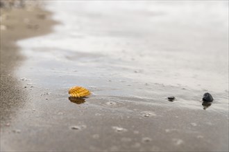 A solitary seashell stands out on a wet sandy beach as the tide recedes, leaving behind a textured
