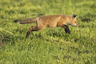 Red fox. Vulpes vulpes. Red fox cub jumping in a meadow. Province of Quebec. Canada
