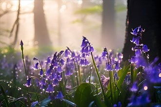 Early morning mist caresses a field of dew kissed bluebells, AI generated