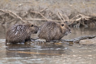 Two nutria (Myocastor coypus), wet, coming out of the water one behind the other and climbing on a
