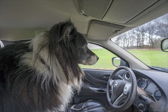 Border Collie waiting in the car for his master, Mecklenburg-Vorpommern, Germany, Europe