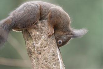 Eurasian red squirrel (Sciurus vulgaris), lying on top of a sawn-off tree trunk, head bent over,