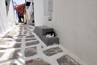 Paros island, cat, felis cato, greece