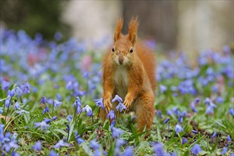 Eurasian red squirrel (Sciurus vulgaris) on a blue star meadow, Hesse, Germany, Europe