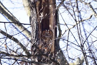 Tawny owl on a tree, March, Germany, Europe