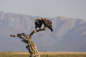 Iberian Eagle, Spanish Imperial Eagle (Aquila adalberti) and european magpie (Pica pica),
