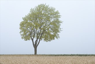 Deciduous tree, maple (Acer) in bloom in fog, spring, North Rhine-Westphalia, Germany, Europe
