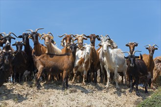 Goats of different colours looking head-on at the camera, Kriaritsi, Sithonia, Chalkidiki, Central