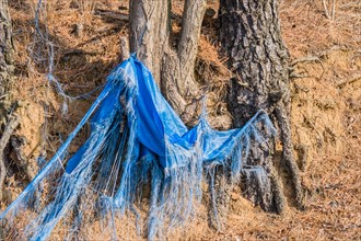 A ripped blue tarp is draped over a tree in a natural setting, in South Korea