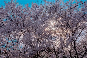 Sun shinning through branches of delicate cherry blossoms with blue sky in background in Daejeon,