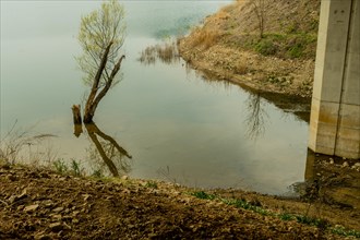 Tree growing in shallow water of river with reflection in water in South Korea