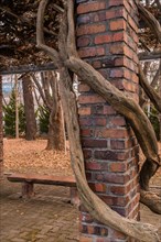 Twisted branches wrap around a brick pillar near a bench with dry leaves scattered, in South Korea