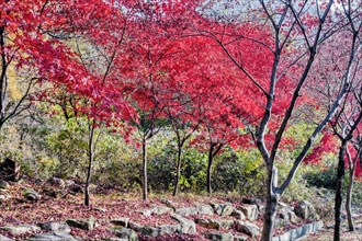 A picturesque path through a forest with vibrant red autumn leaves overhead, in South Korea