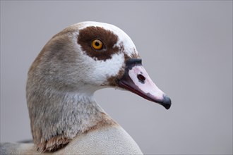 Egyptian goose (Alopochen aegyptiaca), close-up of head and part of body in front of light grey