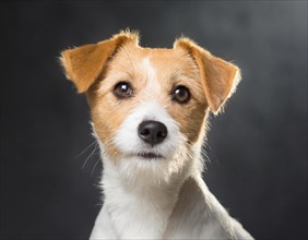 Dog, Jack Russell Terrier, portrait, head only, puppies, dark background, AI generated, AI