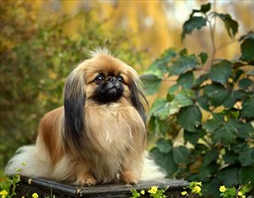 Dog, Pekingese, whole figure, outdoor, in the garden, AI generated, AI generated
