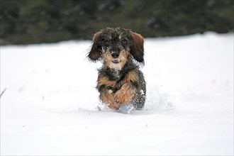 Rough-haired dachshund, hunting dog