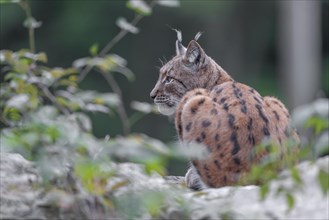 Eurasian lynx (Lynx lynx) sitting on a rock and looking attentively, captive, Germany, Europe