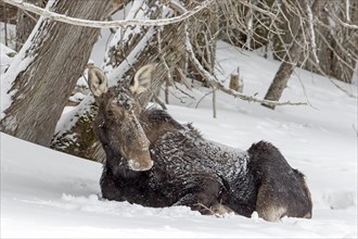Moose. Alces alces. Moose cow resting on the shore of a frozen river. Gaspesie conservation park.