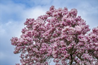 Tree with magnolia blossoms, magnolia (Magnolia), magnolia x soulangeana (Magnolia xsoulangeana),