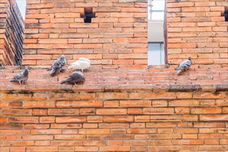 Pigeons perched on the ledge of a textured orange brick wall, in Chiang Mai, Thailand, Asia