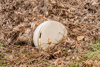 A discarded white plastic helmet lying on the ground among dead leaves, in South Korea