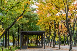 Autumn park scene with benches and a pathway framed by trees with yellow leaves, in South Korea