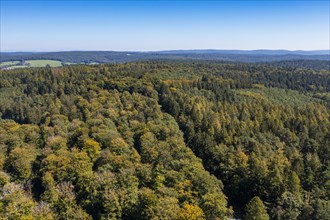 Forest, Spessart Hochstrasse, near Heigenbruecken Spessart, Lower Franconia, Franconia, Bavaria,