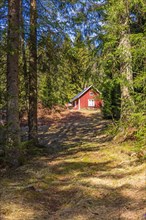 Idyllic red cottage in a glade by a spruce forest a sunny summer day, Sweden, Europe