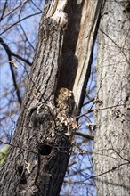Tawny owl on a tree, March, Germany, Europe