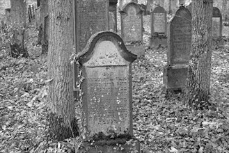 Jewish cemetery, weathered gravestones, black and white, wine village Beilstein, Moselle,