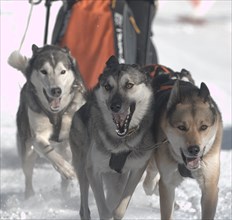 Sled dogs, Siberian husky with sled in the run