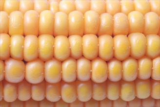 A close-up of rows of yellow corn kernels showcasing a natural pattern and texture