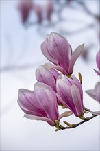 Blossoms of a magnolia (Magnolia), magnolia blossom, magnolia x soulangeana (Magnolia