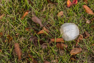 Discarded white plastic wrap lies on a grassy surface with fallen leaves, in South Korea