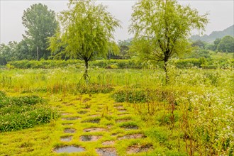 Stone walkway in wilderness park in front of trees, tall grass and small white flowers in South