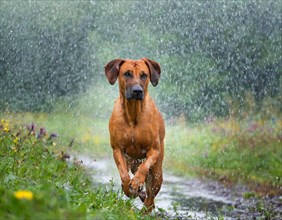 Dog, Rhodesian Ridgeback romps through the landscape in the rain, AI generated, AI generated