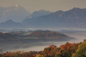 Trees with autumn colours in front of mountains, fog, soft morning light, view of Zugspitze and