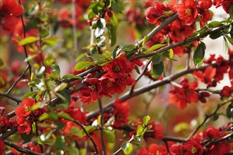 Flowering ornamental quince, March, Germany, Europe